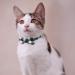 Dynmeow Plaid Pattern Cat and Dog Collar with Bowtie - Adjustable, Comfortable Boy or Girl Gift - XX-Small, Black - Buy Online on SooperMarket.com