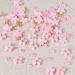 Dornail White Pink 3D Acrylic Flower Nail Charms with Pearl & Golden Caviar Beads - Nail Art DIY Decorations - Buy Online on SooperMarket.com