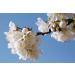 L'Occitane Cherry Blossom Shower Gel - 8.4 fl. oz | Nourishing & Comforting - Buy Online on SooperMarket.com