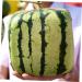 OSALADI 2pcs Pumpkin Fruit Tools Vegetable Growth Mold Large Pole Shaping Mold Watermelon Square Former 15x15cmx2pcs Transparentx2pcs - Buy Online on SooperMarket.com
