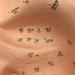 Ear Acupuncture Template Template - Human Giant Ear Acupuncture Template - Chinese Medicine Ear Pattern - Buy Online on SooperMarket.com