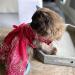 Delifur Medium Red Dog Wedding Dress Tutu Perfect Pet Costume for Birthday Parties & Spring/Summer Celebrations - Buy Online on SooperMarket.com
