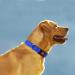 Buy Taglory Soft Padded Neoprene Dog Collar for Medium Dogs - Adjustable Reflective Dark Blue (M) | Ideal for Training & Comfort - International Shipping Available - Buy Online on SooperMarket.com