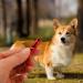 nuoshen 2 Pcs Dog Whistle Black Red Dog Training Whistle Dog Whistles for Recall and Pet Behavior Control - Buy Online on SooperMarket.com