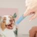 JISADER Pet Oral Care Finger Brush for Dogs and Cats - Gentle Tool Blue - Buy Online on SooperMarket.com