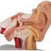Human Ear Model 1.5 Times Natural Size Model with 2 Parts Illustrating Ear Regions Ear Cleaner Humans - Buy Online on SooperMarket.com