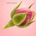 Phnom Penh Rose 250g Dried Rose Buds tea Edible Rose Tea Fragrant Dried Flowers for Tea Jams cakes desserts or other baked goods - Buy Online on SooperMarket.com