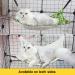 RayCC Adjustable Cat Hammock - Green Leaves Cat Bed for Small Dogs - Buy Online on SooperMarket.com