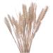 Cabilock Natural Dried Flowers 30 Pcs Natural Artificial Flower Decorative Artificial Flower As Shownx2pcs mediumx2pcs - Buy Online on SooperMarket.com