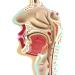 Model of The Nasal Cavity - 1: 1 Life Size Oral Neck Anatomical Model Nasopharyngeal cave - Training aid Medical Training Materials - Buy Online on SooperMarket.com