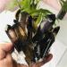 400-500g Hot Quartz Cluster Natural Cairngorm s Flowers Smoky Quartz ClusterCan be Used for HOMEZHOU - Buy Online on SooperMarket.com