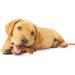 NYLABONE Healthy Edibles Puppy Lamb/Apple Petite Chews 8 Count Pouch Each Lamb and Apples - Buy Online on SooperMarket.com