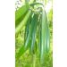 100% Pure Ground Vanilla Powder - Vanilla Pods Ground 50g | Premium Quality for Baking & Cooking - Buy Online on SooperMarket.com