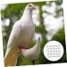 BCOATH 60 Pcs Water Injection Fake Pigeon Eggs White Fake Eggs Parrot Eggs Compact Eggs Breeding Props Craft Eggs for Painting Artificial Eggs Toy Eggs Supplies Meat Pigeon Plastic Whitex2pcs 2.9X4.1CMx2pcs - Buy Online on SooperMarket.com