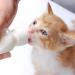 DoubleWood Nursing Bottle Kit with Replacement Nipple for Newborn Kittens, Puppies, Rabbits, Small Animals - Buy Online on SooperMarket.com