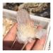 Beautiful Natural Clear Quartz Crystal Cluster Point Specimen Gift HOMEZHOU