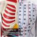 Male Acupuncture and Muscle Model Acupuncture Manikin 85Cm Meridian Anatomy Models with Accurate Lettering of Acupuncture Points for Teaching Training Presentation - Buy Online on SooperMarket.com