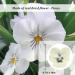 Dried White Pansy Flowers - 60 pcs for Resin Art, Jewelry, Candle Making & Crafts - Buy Online on SooperMarket.com