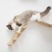 Wall Mounted Cat Hammock & Climbing Shelf with Sisal Scratching - 4 Step Stairway for Sleeping, Playing & Lounging - Cat Furniture - Buy Online on SooperMarket.com
