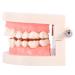 Model Teeth Dental Study - 10x8x7 PVC Teaching Aid for Kids | Learn to Brush Teeth - Buy Online on SooperMarket.com