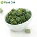 Buy Panax Notoginseng Flower Tea 60G | Premium Tienchi Notoginseng | International Shipping Available - Buy Online on SooperMarket.com