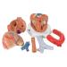 3B Scientific VD253 7 Part Heart Model 7.9-Inchx5.9-Inchx6.7-Inch - Buy Online on SooperMarket.com
