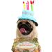 Cute Birthday Cake Hat for Pets with 5 Color Candles - Blue - Buy Online on SooperMarket.com