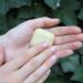 Hello Simple Solid Hand Cream - Zero Waste Vegan Hand Balm | Sustainable Natural Cosmetics | Plastic-Free & Microplastic-Free | 25g Ginger - Buy Online on SooperMarket.com