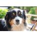 Buy Nordicvital 2.5kg Vegetable Mix - Premium Natural Dog Supplement & Rodent Feed | 100% Natural BARF Vegetables - Buy Online on SooperMarket.com