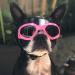 Pet Leso Doggles - Stylish Windproof Puppy Sunglasses in Pink | Shop Internationally for Trendy Dog Goggles - Buy Online on SooperMarket.com