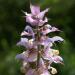 Pranarom Clary Sage Essential Oil 5ml - 100% Pure & Natural Aromatherapy - Buy Online on SooperMarket.com