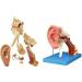 Human Ear Human Ear Body Model Medium Ear Ear External Ear Membrane Temporal Ear Ear Model Educational Model (Size: 16.1x17.3in) - Buy Online on SooperMarket.com