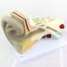 Educational Model of Auditory System Model for Otolaryngology Medical Model of The Human Ear The Inner Ear Ear Suitable for Training Equipment