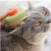 Cat Brush for Long & Short Hair 1-Click Self-Cleaning Tool for Effortless Pet Hair Removal - Buy Online on SooperMarket.com