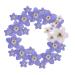 YUNZHI Forget Me Not Flowers Myosostis sylvatica Dried Pressed Flowers for Resin Candle Epoxy Resin Soap Making Scrapbooking DIY Art Crafts Painting 40pcs/Pack (Do not Forget me)