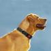 Taglory Soft Padded Neoprene Dog Collar for Large Dogs | Adjustable & Reflective | Black L - Perfect for Training | International Shipping Available - Buy Online on SooperMarket.com