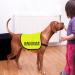 Nervous Anxious Dog Give Me Some Space Dog Jacket Vest Alert Slogan Warning Vest Rescue Dogs Anxious Dogs Gift (give space Anxious Large) give space Anxious L EU - Buy Online on SooperMarket.com