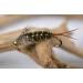 Region Fishing 20 Incher Stonefly Nymph Fly | Tungsten Bead | Mustad Signature Hooks |1 Dozen Flies Hook #14
