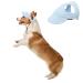 BT BEAR Hundege with ear holes baseball cap for outside adjustable for summer travel sports for small and medium -sized dogs (XL light blue) XL light blue
