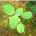 14x Dwarf Water Lettuce - Live Aquarium Floating Plant for Beginner - Buy Online on SooperMarket.com