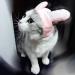 Bro'Bear Bunny Rabbit Hat with Ears for Cats & Small Dogs Party Costume Accessory Headwear (Pink Bunny  Small) - Buy Online on SooperMarket.com