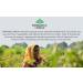 Organic India Tulsi Cinnamon Rose Herbal Tea - Stress Relief & Immune Support, Gluten-Free, USDA Organic - 18 Caffeine-Free Infusion Bags - Buy Online on SooperMarket.com