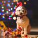 Webeedy Christmas Cat Neckbands - 4 Adjustable Breakaway Collars with Flower & Bell 18-28 cm Holiday Gifts for Cats - Buy Online on SooperMarket.com