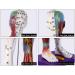 Male Human Body Model with Muscles for Pressure Acupuncture and meridians - Buy Online on SooperMarket.com
