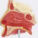 Anatomical Model Throat Nose Model of The Mouth of Nasal Cavity Medical Anatomical - Buy Online on SooperMarket.com
