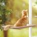 Cat Window Perch, Cat Hammock Window Seat,Sunny Seat Window Mounted Cat Bed cat Hammock Pet Save Space(Size:55x35cm)