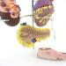 Model Model of Diabetes Complications Heart Pancreas Brain Neuron Model Foot Medical Communication Aids for The Diabetes Demonstration - Buy Online on SooperMarket.com