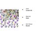 1440 Pack Crystal AB 4 MM Rhinestone Gems - Non-Self-Adhesive Diamantes - Buy Online on SooperMarket.com