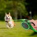 Edipets Retractable Dog Leash - 5m Flexible Band for Pets Up to 50kg | Extendable Inserable & Ideal for Walks - Buy Online on SooperMarket.com
