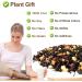 Plant Gift Hawaiian Black Tea Oganic Fruit Herbal Tea All Natural Flavors Loose Leaf Ceylon Roselle Papaya Pineapple Mango Grape Lemon Non GMO Vegan Tea Bags Into Iced Tea & Hot Tea 70G/2.5oz - Buy Online on SooperMarket.com